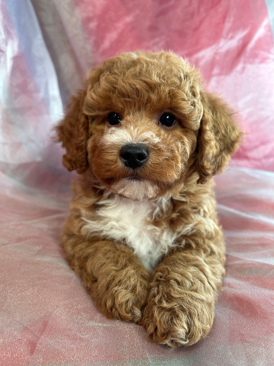 Male Bichon Poo DOB 11-04-2023 $1200